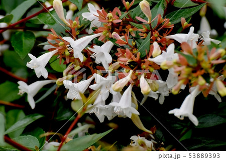 三鷹中原に咲く白いアベリア 53889393