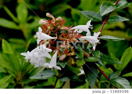 三鷹中原に咲く白いアベリア 53889396