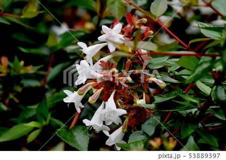 三鷹中原に咲く白いアベリア 53889397