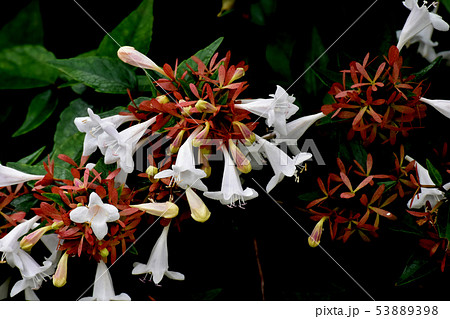 三鷹中原に咲く白いアベリア 53889398