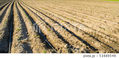 Rows of young potatoes grow in the field. Rows of young potatoes grow in the field. 53889546