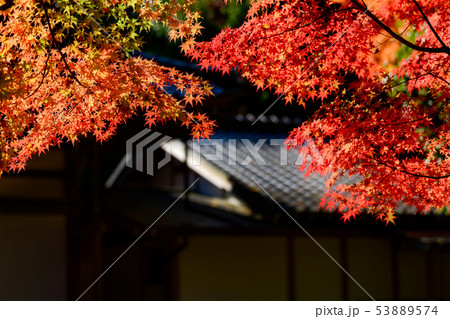 もみじの紅葉 もみじの紅葉 53889574