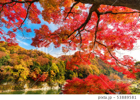 長瀞 秋の紅葉 53889581