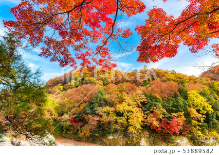 長瀞 秋の紅葉 53889582