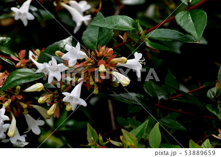 三鷹中原に咲く白いアベリア 三鷹中原に咲く白いアベリア 53889659