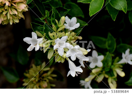 三鷹中原に咲く白いアベリア 三鷹中原に咲く白いアベリア 53889684