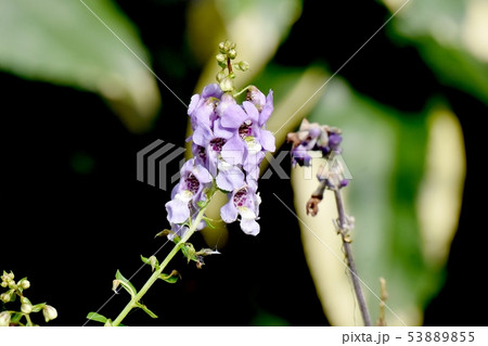 三鷹中原に咲く淡い紫色のアンゲロニア 53889855