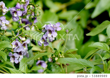 三鷹中原に咲く淡い紫色のアンゲロニア 53889989