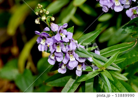 三鷹中原に咲く淡い紫色のアンゲロニア 53889990