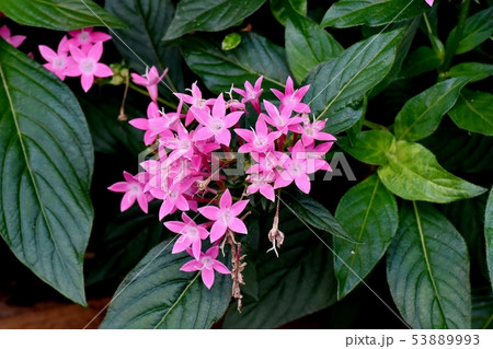 三鷹中原に咲くピンクのペンタス 53889993