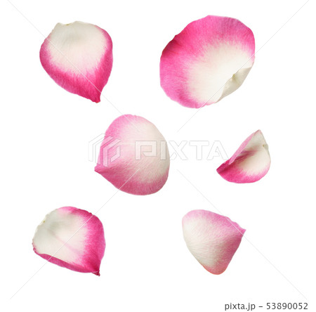 Set of pink rose petals Set of pink rose petals 53890052