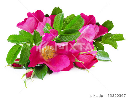 Dog-rose flowers bouquet Dog-rose flowers bouquet 53890367