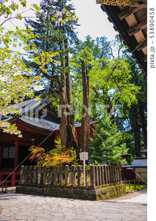 日光二荒山神社　高野槙 53890458