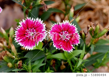 三鷹中原に咲く赤に白い縁取りのナデシコの花 三鷹中原に咲く赤に白い縁取りのナデシコの花 53890494