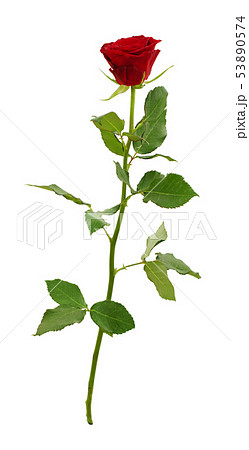 Velvet red rose flower 53890574