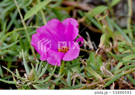 三鷹中原に咲くピンクのマツバボタン 三鷹中原に咲くピンクのマツバボタン 53890593