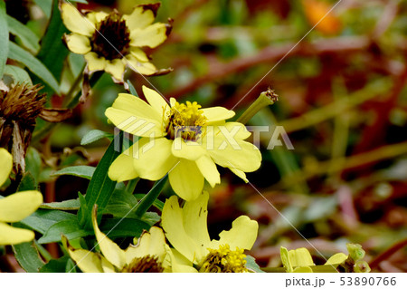三鷹中原に咲く黄色いヒャクニチソウ 三鷹中原に咲く黄色いヒャクニチソウ 53890766
