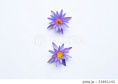Purple lotus flower blooming on white background. Purple lotus flower blooming on white background. 53891142