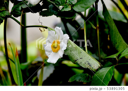 三鷹中原に咲く白いシュウメイギク 三鷹中原に咲く白いシュウメイギク 53891305