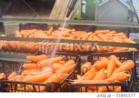 The process of cleaning carrot using high water The process of cleaning carrot using high water 53891577