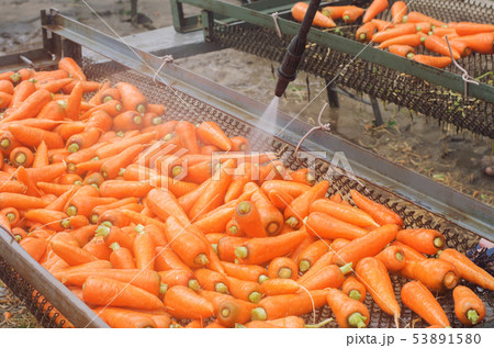 The process of cleaning carrot using high water 53891580