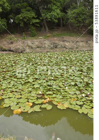 【大阪府 堺市】世界遺産・百舌鳥古墳群(永山古墳) 【大阪府 堺市】世界遺産・百舌鳥古墳群(永山古墳) 53891611