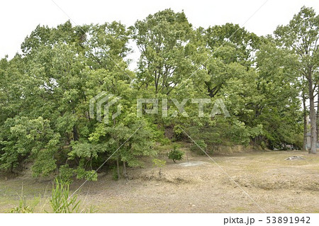【大阪府　堺市】世界遺産・百舌鳥古墳群(丸保山古墳） 53891942