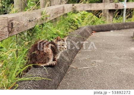 猫 猫 53892272