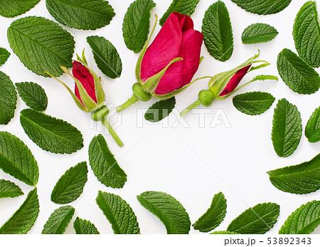 Wild rose flowers and leaves 53892343