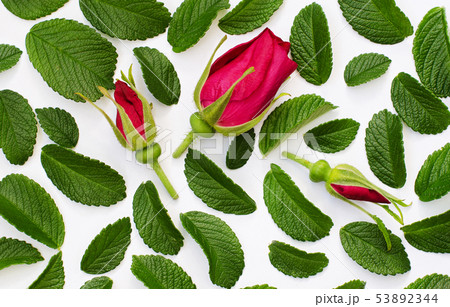Wild rose flowers and leaves 53892344