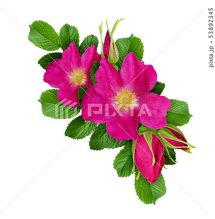 Wild rose flowers arrangement 53892345