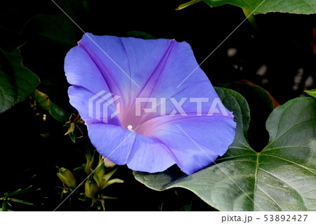 三鷹中原に咲く青と紫のアサガオの花 53892427