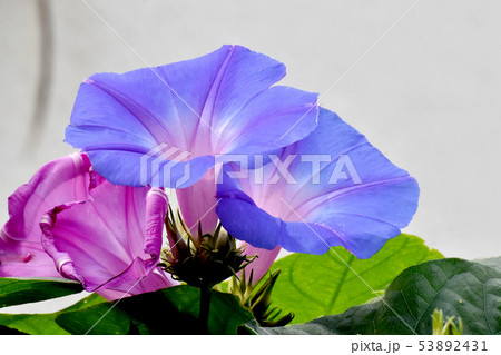 三鷹中原に咲く青と紫のアサガオの花 53892431