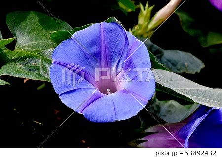 三鷹中原に咲く青と紫のアサガオの花 53892432