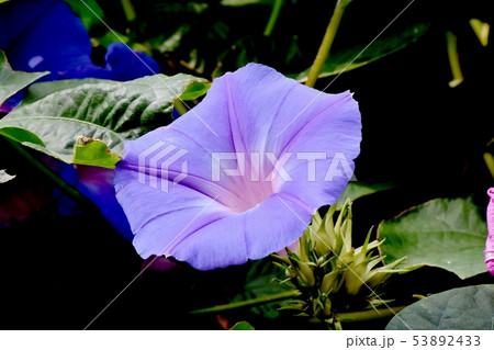 三鷹中原に咲く青と紫のアサガオの花 53892433