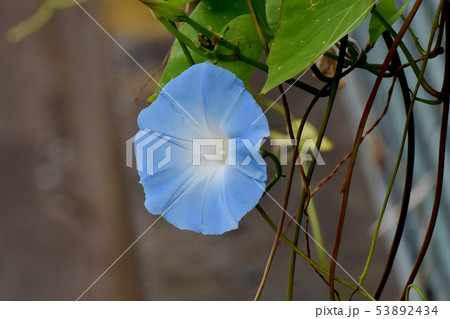 三鷹中原になる青いアサガオの花 53892434