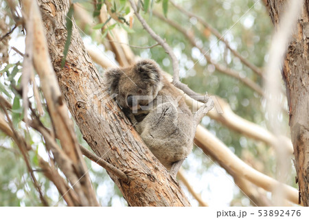 Koala, Phascolarctos cinereus, on a tree 53892476