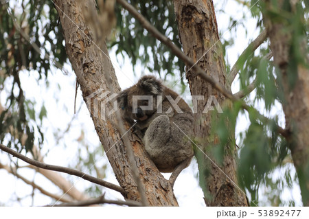 Koala, Phascolarctos cinereus, resting Koala, Phascolarctos cinereus, resting 53892477