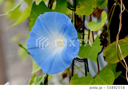 三鷹中原になる青いアサガオの花 三鷹中原になる青いアサガオの花 53892558