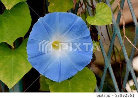 三鷹中原になる青いアサガオの花 53892561