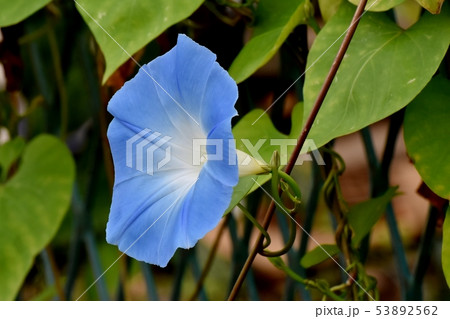 三鷹中原になる青いアサガオの花 53892562