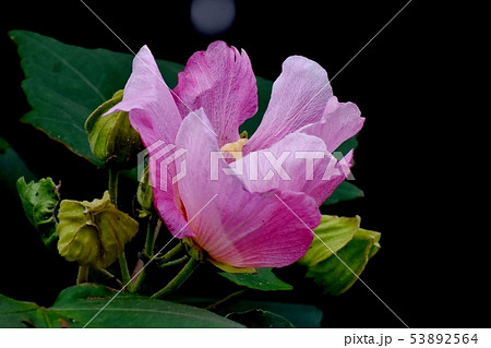 三鷹中原に咲くピンクのムクゲの花 三鷹中原に咲くピンクのムクゲの花 53892564