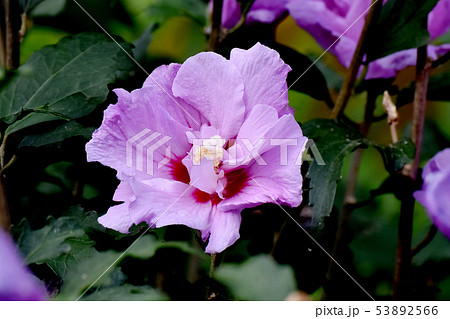 三鷹中原に咲くピンクのムクゲの花 三鷹中原に咲くピンクのムクゲの花 53892566