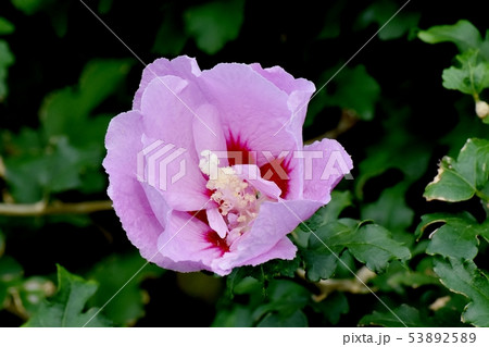 三鷹中原に咲くピンクのムクゲの花 53892589