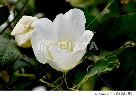 三鷹中原に咲く白いムクゲの花 三鷹中原に咲く白いムクゲの花 53892590