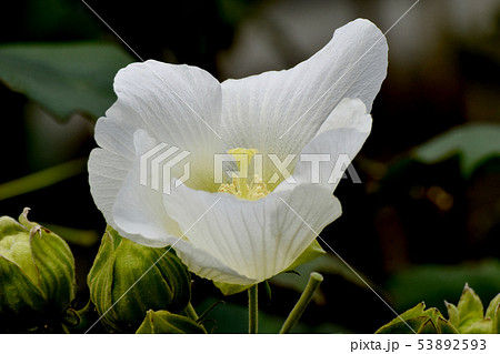 三鷹中原に咲く白いムクゲの花 53892593