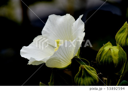 三鷹中原に咲く白いムクゲの花 三鷹中原に咲く白いムクゲの花 53892594