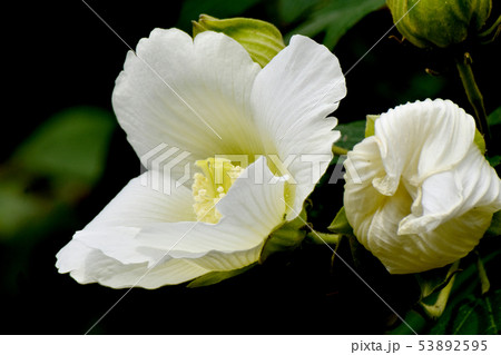 三鷹中原に咲く白いムクゲの花 三鷹中原に咲く白いムクゲの花 53892595