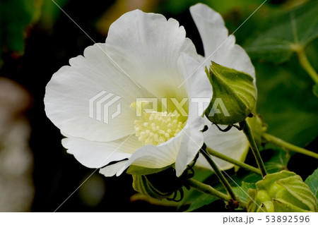三鷹中原に咲く白いムクゲの花 53892596