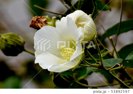 三鷹中原に咲く白いムクゲの花 53892597